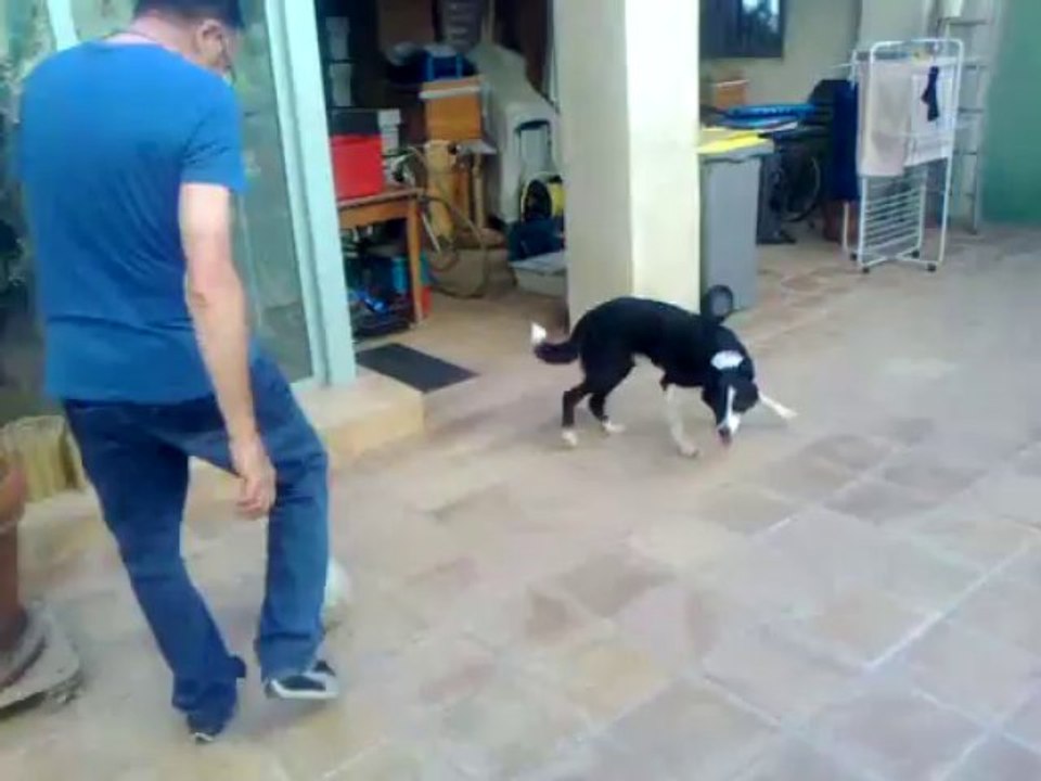 Tsar le chien footballeur : il joue au ballon avec ses pattes avant et sa tête