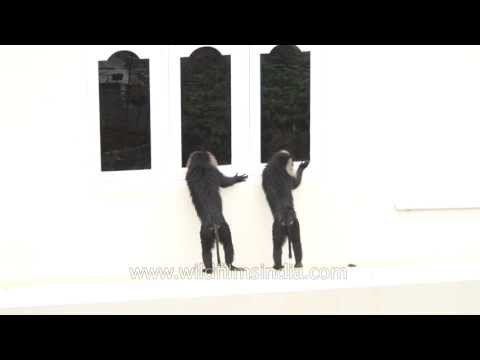 Lion Tailed macaques in sync: Macaque dance in Kerala