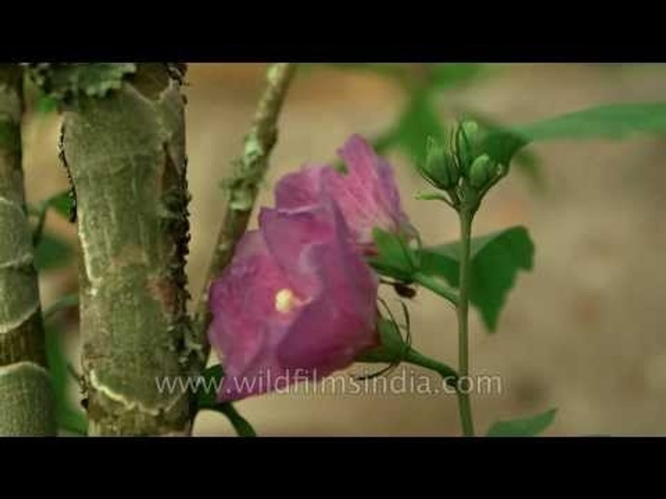 Hibiscus syriacus flowering in the Himalaya