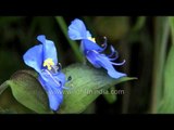 Commelina flowers in the Himalayan monsoon