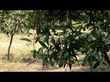 Young Mango trees in Dehradun