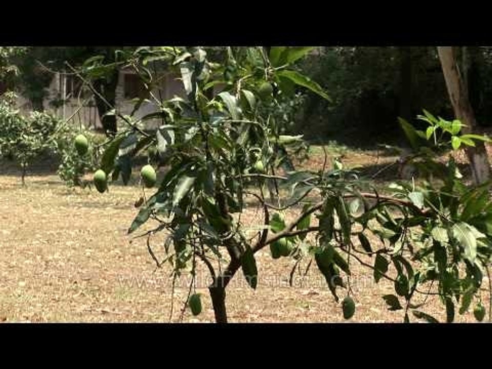 Little mango trees on campus: RIMC