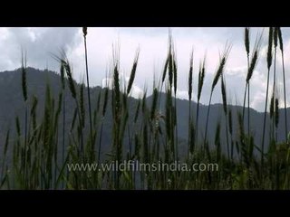 Wheat field in Uttranchal