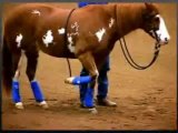 Training Horses Classes: Horse Training with Josh Lyons - Know more at MyHorseWorld