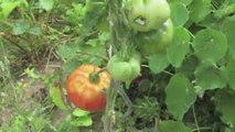 Jardinage : une astuce pour la culture des plants de tomates
