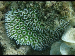 Mayotte 2012 - Le Grand Bleu