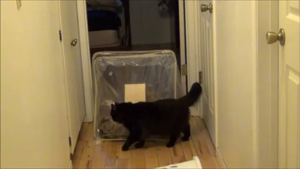 Tratando de Grabar al Señor Gato Puro Fail