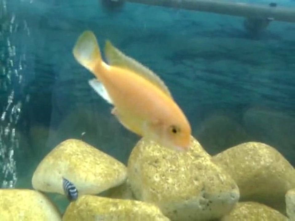 Portakal Ciklet Akvaryum balığı