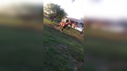 Un cheval assome un chien