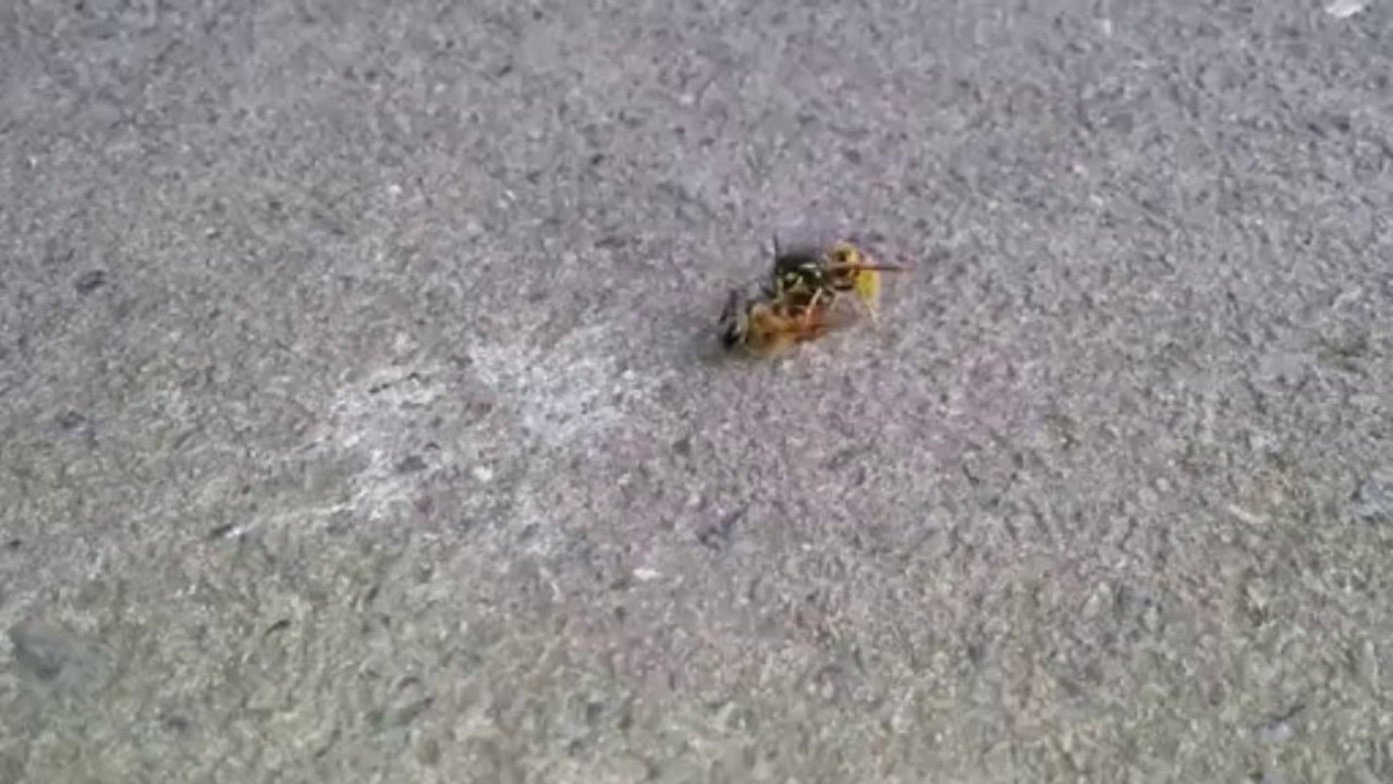 Wasp Takes a Slice at a Bee