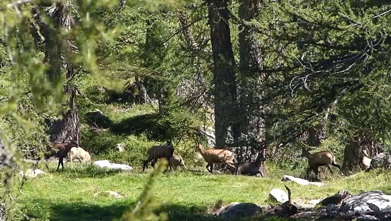 Jeux de Chamois (1)