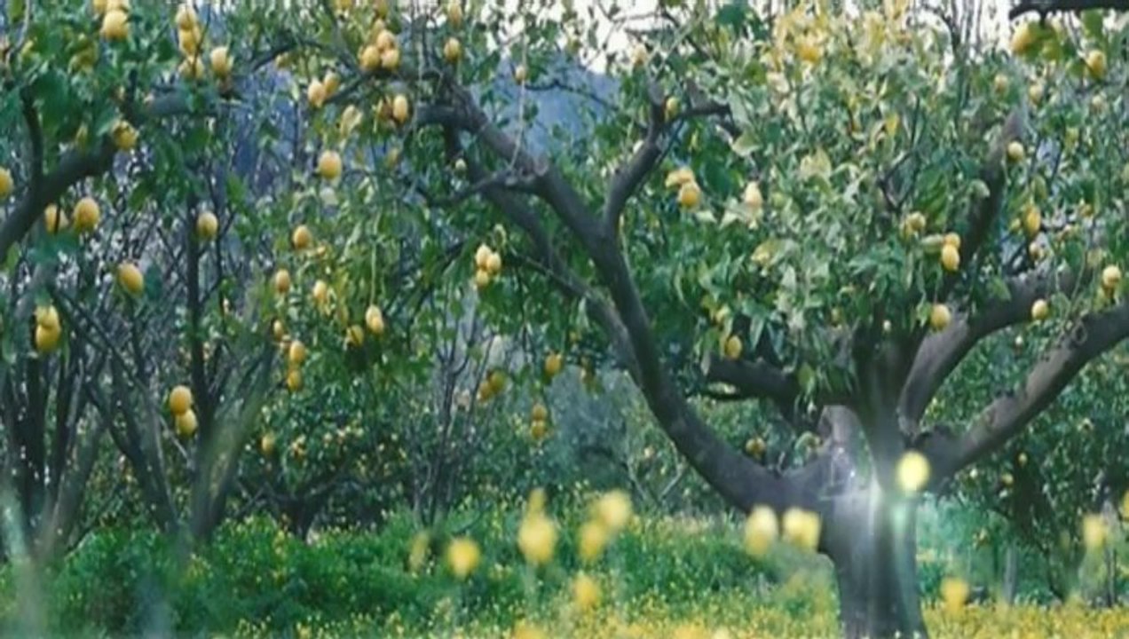 Lemon Tree - La veritable histoire