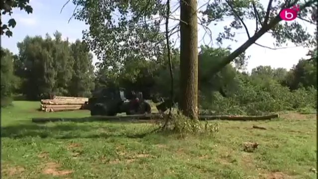 Peupliers abattus, mais bientôt remplacés