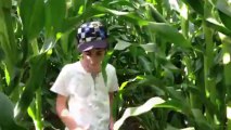 Bretagne Morbihan : maïs cache-cache