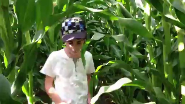 Bretagne Morbihan : maïs cache-cache