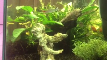 aquarium communautaire 60l