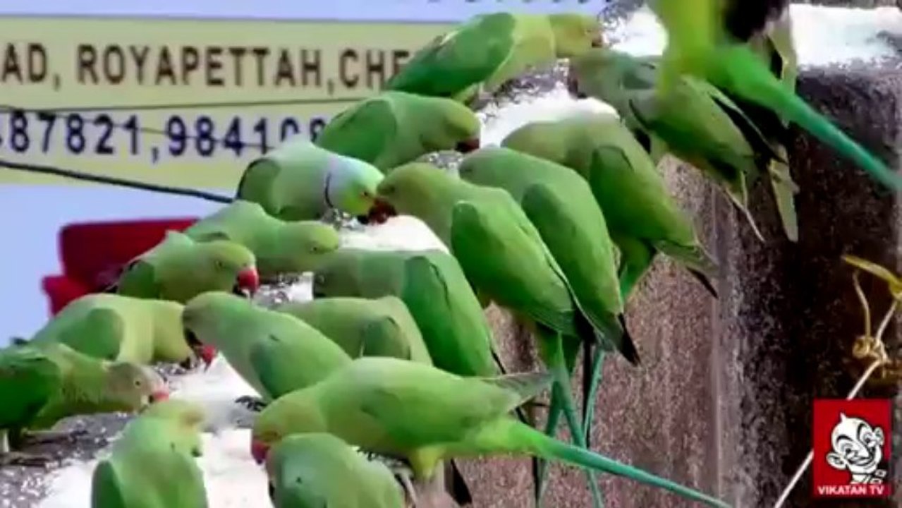 சென்னையில் அதிசய கிளிகள் சரணாலயம்!