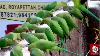 சென்னையில் அதிசய கிளிகள் சரணாலயம்!