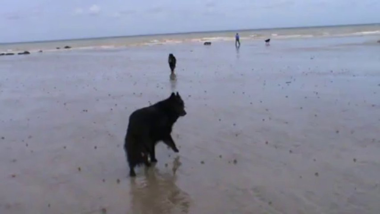 CHASSE A LA MOUETTE !