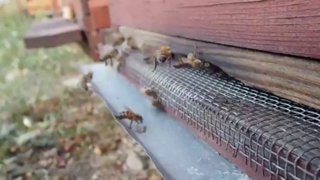 polen getiren arılar