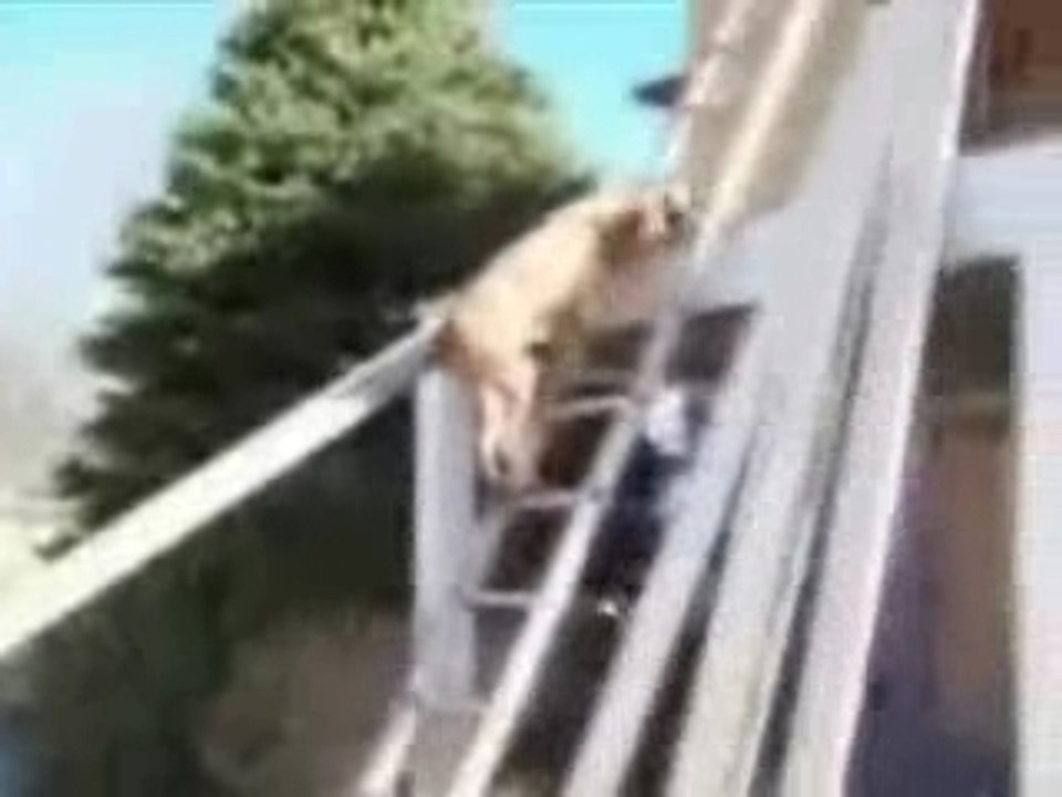 chien-echelle