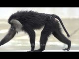 Magnificence of the Lion-tailed Macaque