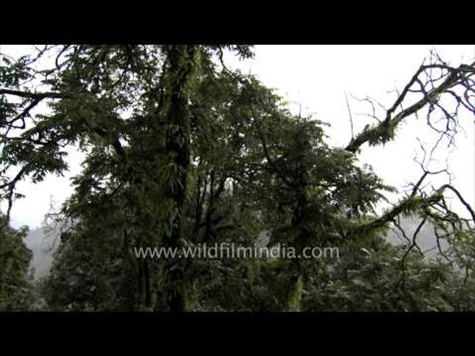 Landour P2 24
