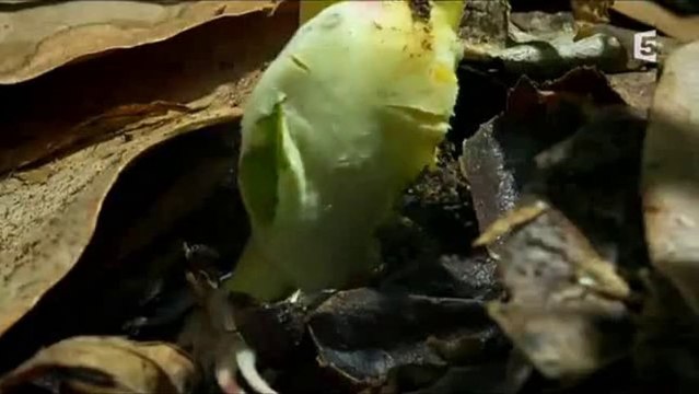 Comment faire pousser une planète - Le pouvoir des fleurs