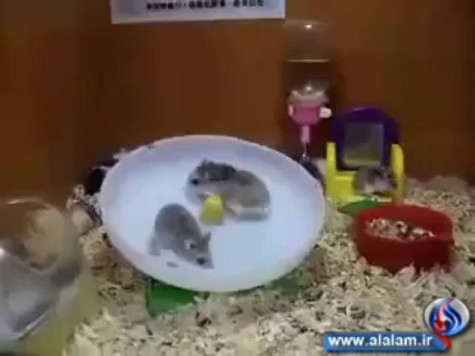 شاهد هذين المسكينين