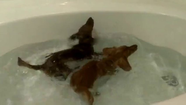 Des bébé chien excités pour prendre leur bain!!! Enorme