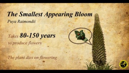 Fleuropedia -Fantastic Flower Records