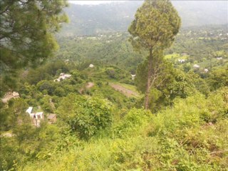 Sandwoods Kasauli | Sandwoods Euphoria Kasauli | Property in Kasauli