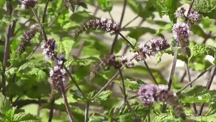 Carnets de découverte à Champoléon