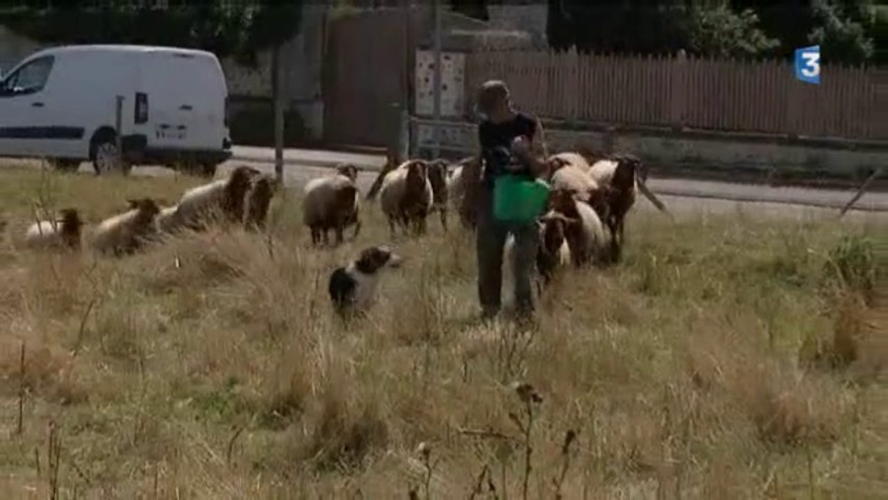 Le Vieil Evreux (27) :  le travail du berger et de son troupeau dans la prairie