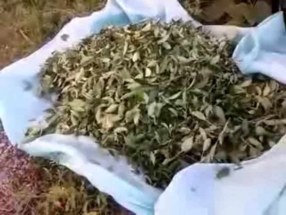 İçtiğiniz çay nasıl toplanıyor... Çay için kısa tüyolar... Eynesil'de çay bahçesindeydik...