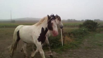 Déménagement pature 5/09(1)