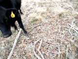 Pet cows interrupt deer hunt!