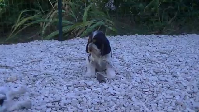 Illyas des Brumes d'Alkalilake