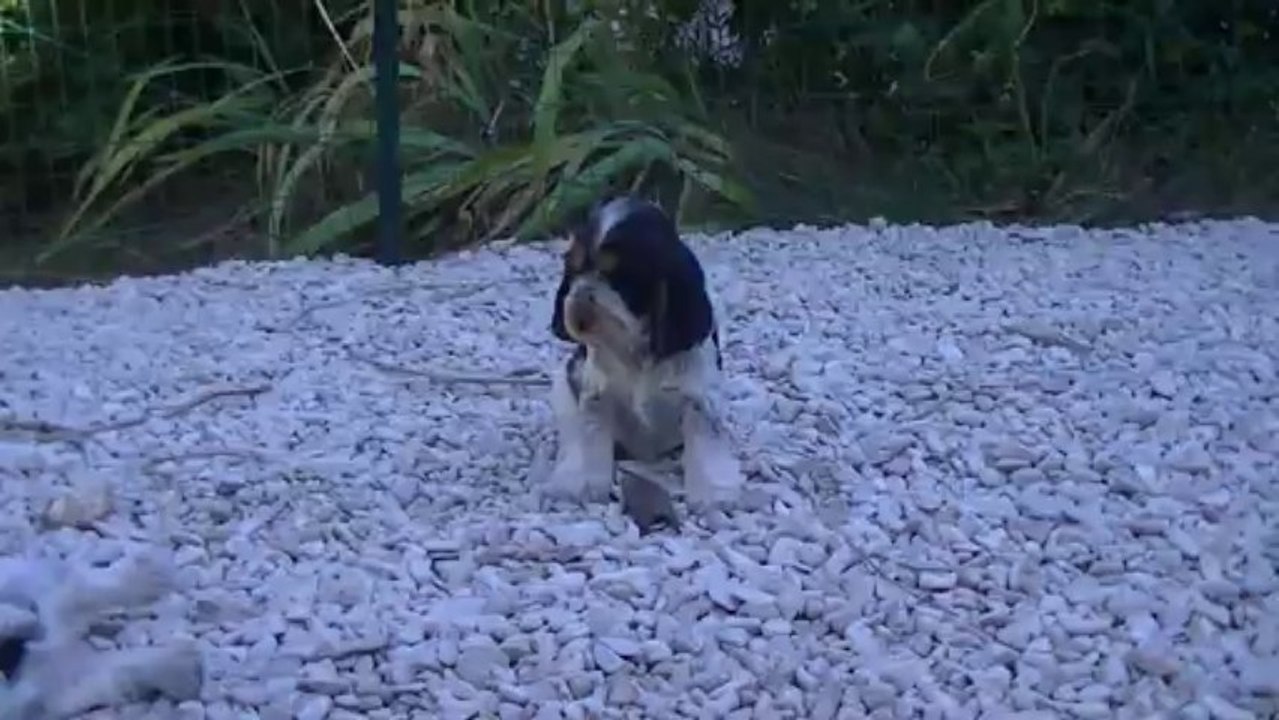 Illyas des Brumes d'Alkalilake