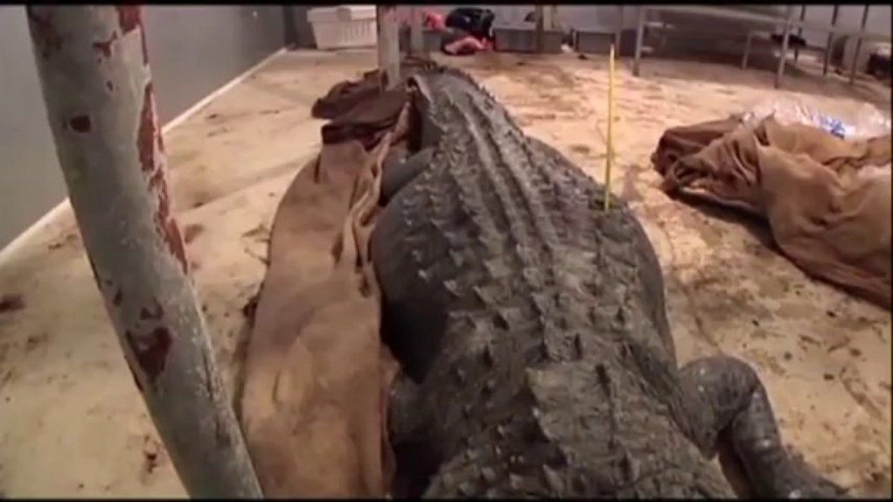 Record-Sized : 727-Pound Alligator Caught!