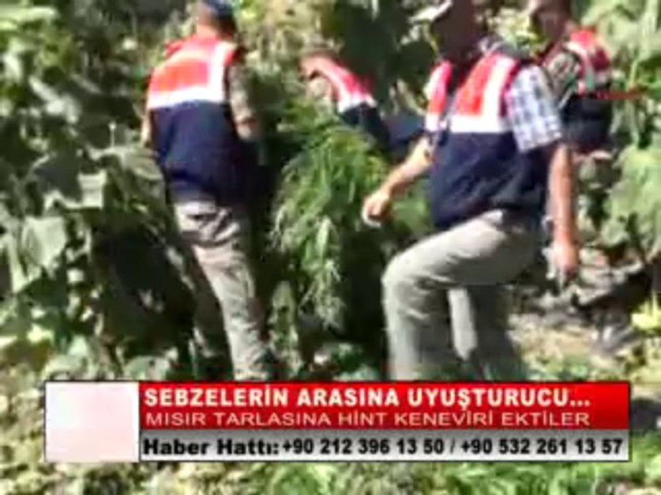 03-SEBZELERİN ARASINA UYUŞTURUCU