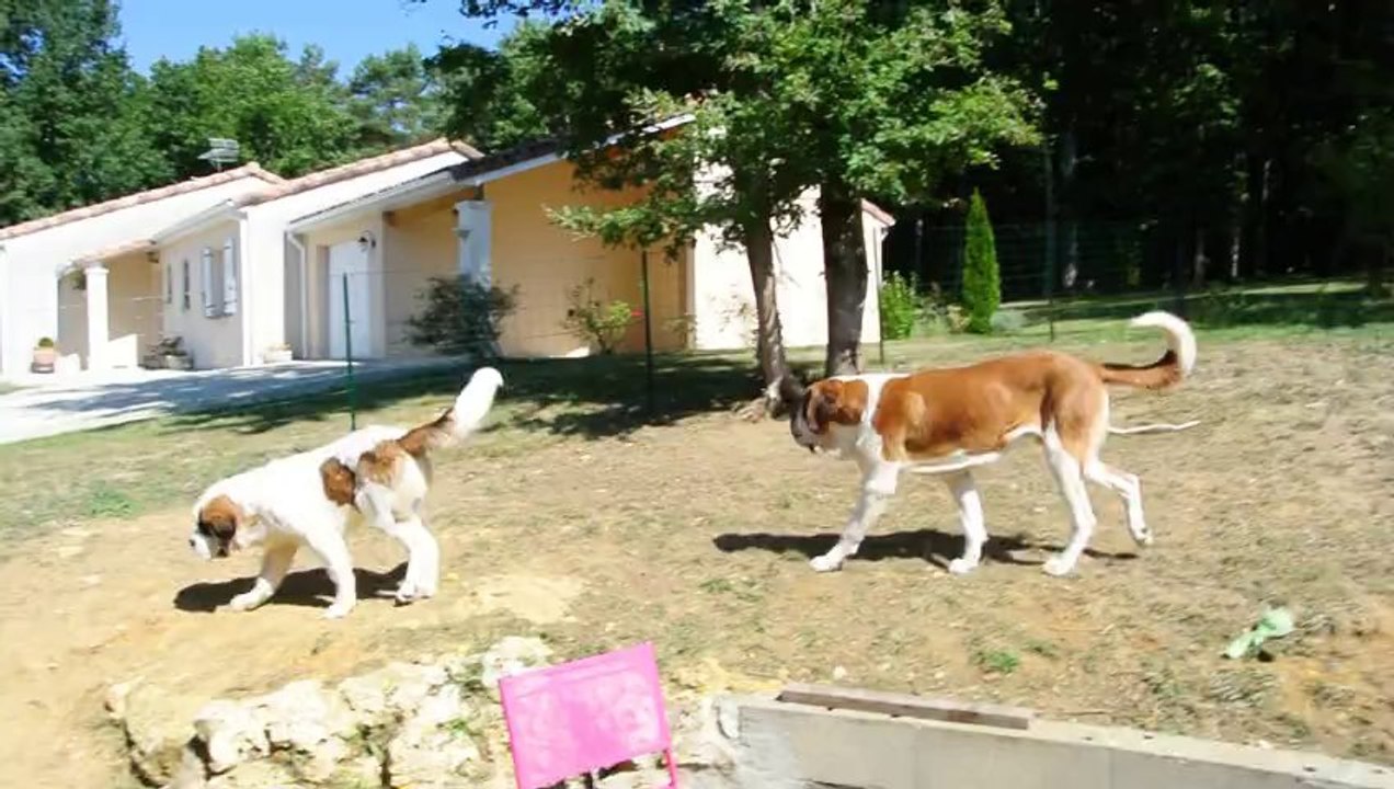 Attention, chiens méchants !