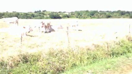 Bretagne Morbihan 2013 : oh la vache (elles sont blanches !)