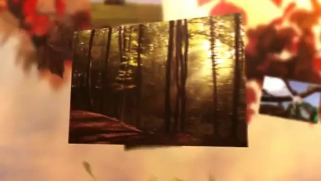 Vince's Landscaping & Tree Service (219) 374-8041