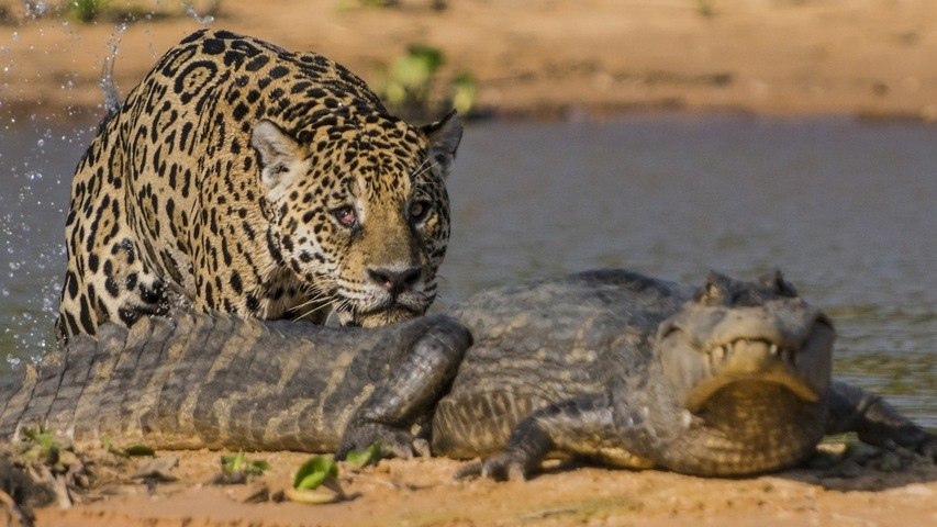 EN IMAGES. Un caïman et un jaguar s'affrontent dans un combat