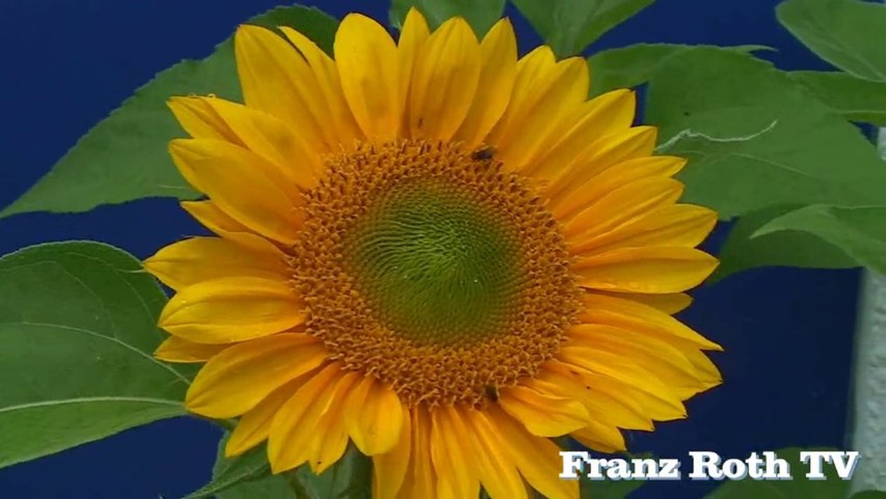 Der Garten im Spätsommer