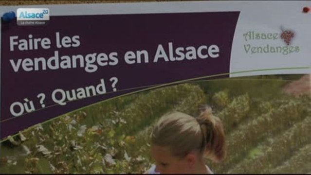 Vendanges: Pôle Emploi recrute!