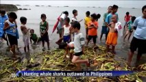 Dead whale shark washes ashore in Philippines