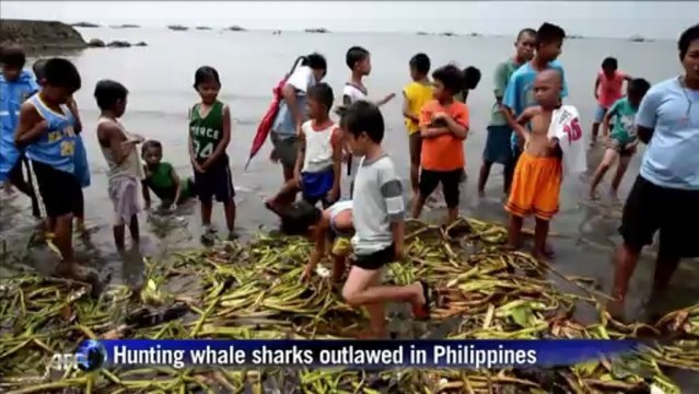 Dead whale shark washes ashore in Philippines