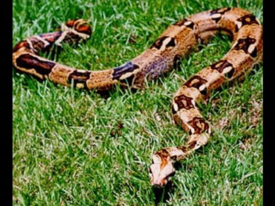 Les ZinZins du Zoo